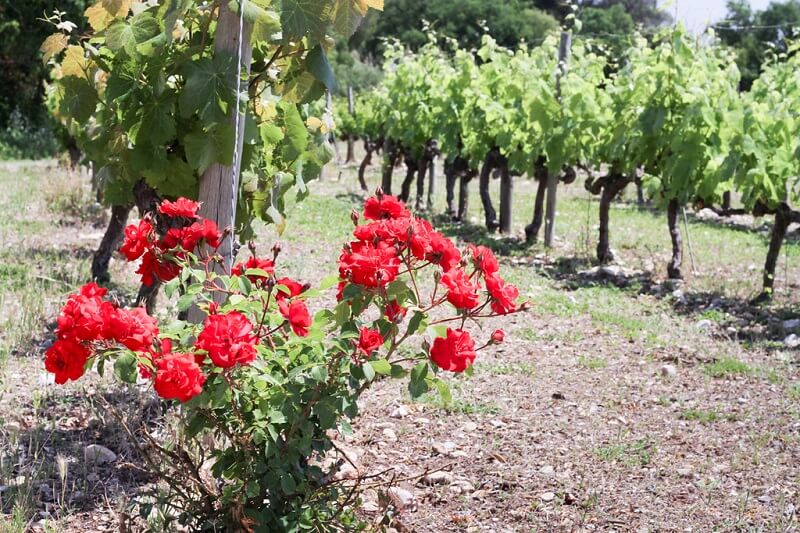 Las mejores excursiones para hacer en Barcelona si llegas en crucero 4 bodegas del Cava en el Penedés excursiones barcelona crucero