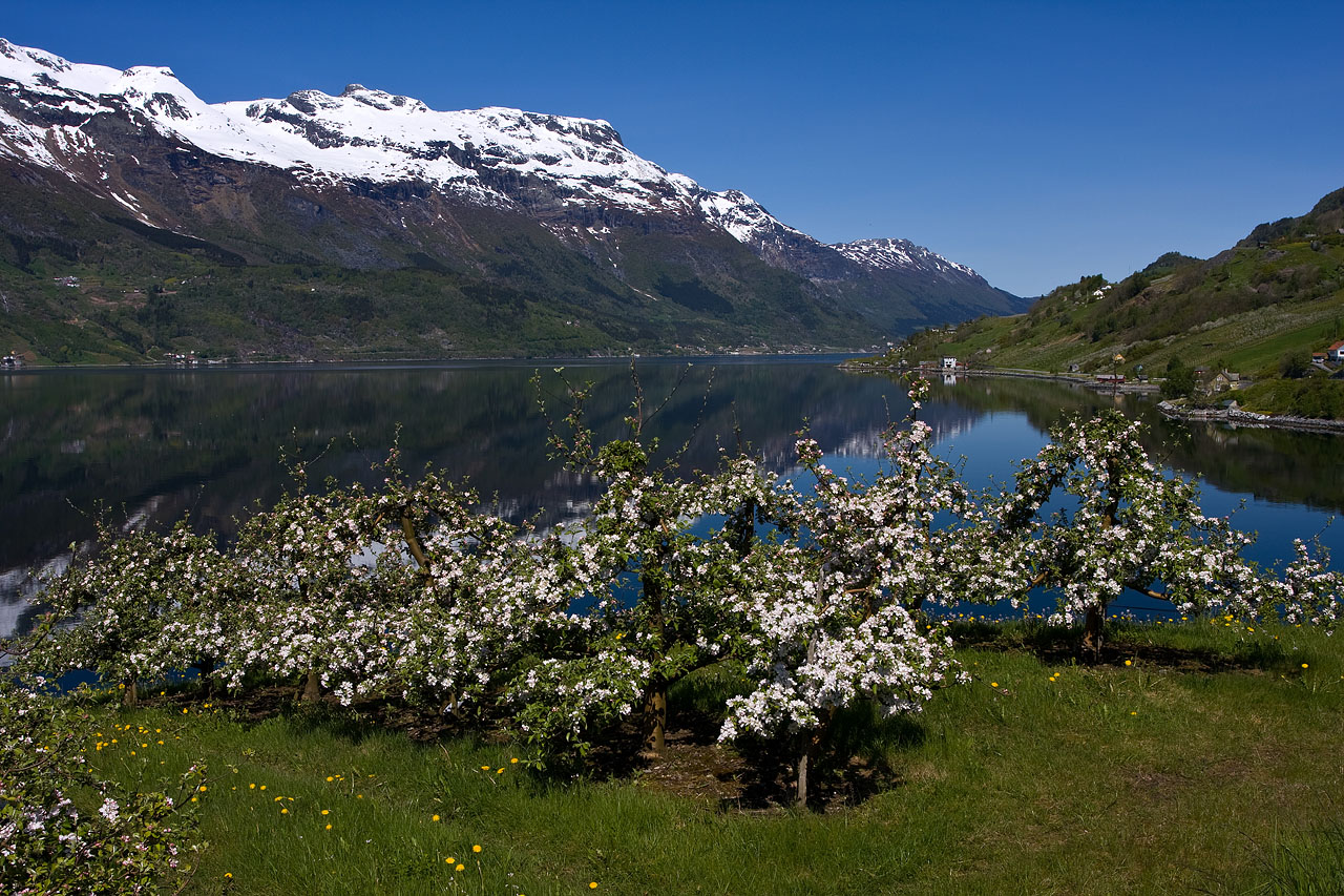 Qué ver en Bergen en un día de crucero 8 El Hardangerfjord en primavera, el fiordo de los cerezos, excursión estrella desde Bergen